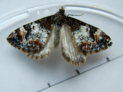 Dark Marbled Carpet
